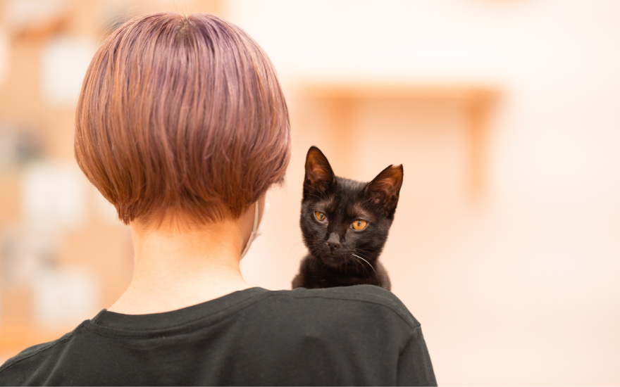 画像:猫里親