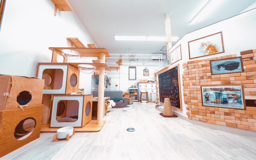 画像:CATS WELCAREサロン(ねこカフェ)