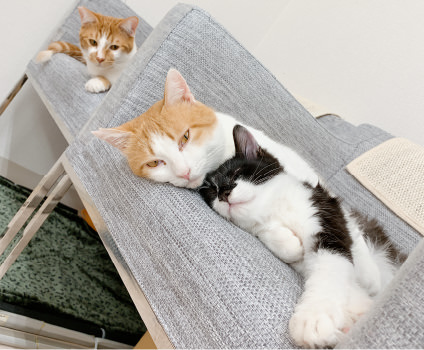 画像:CATS WELCARE カフェネコ1