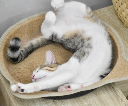 画像:CATS WELCARE カフェネコ2